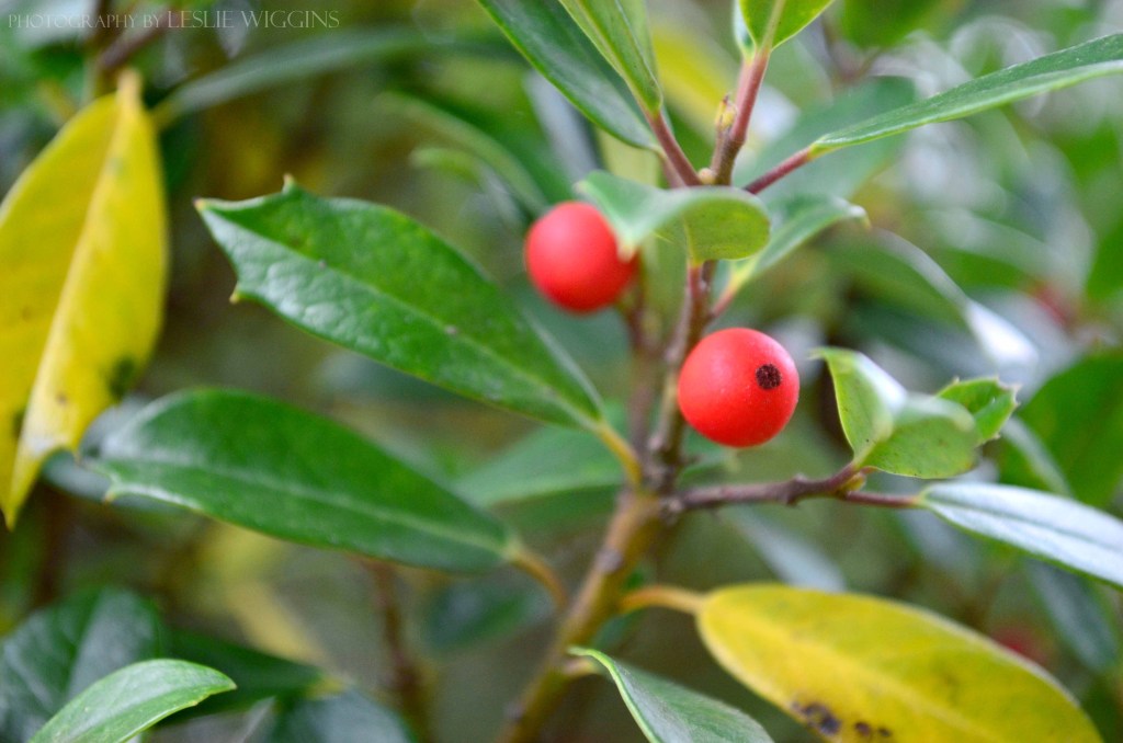 hollyberries