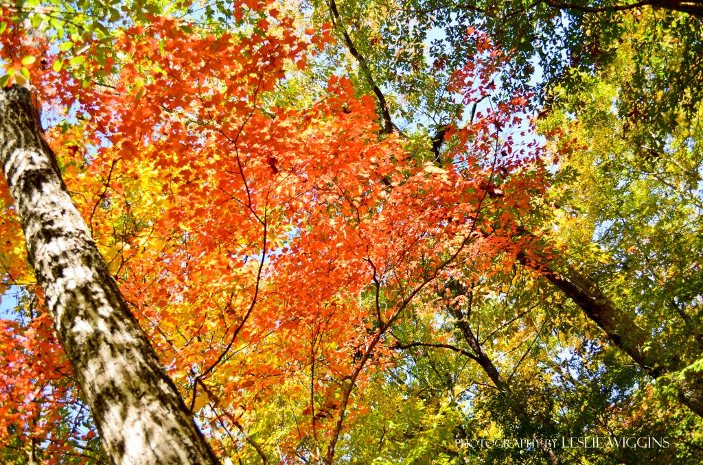 Our fall camping&nbsp;trip