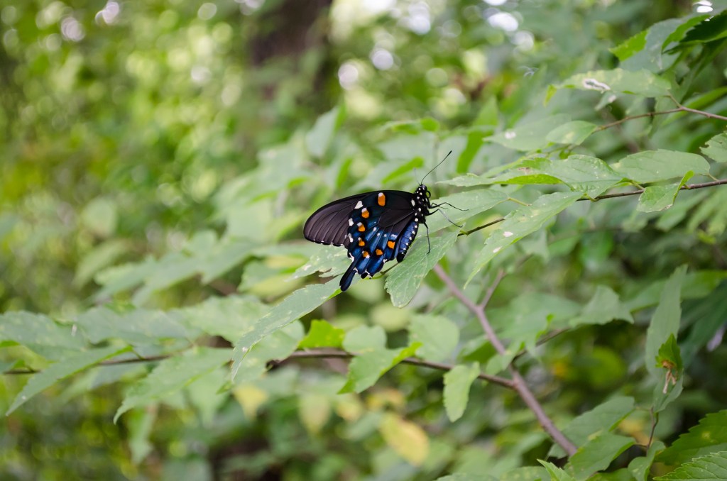 blueblackbutterfly_LeslieWigginsPhoto